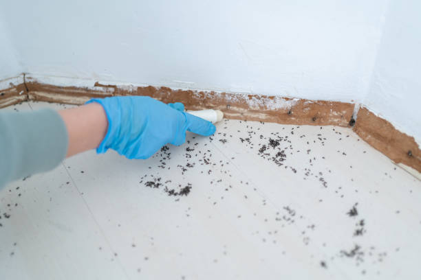 Best Affordable Pest Control Services  in Licking, MO